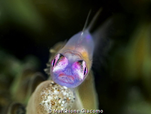 Goby Pink Eyes.
Lembeh strait 
Nikon D850 E , 105 macro... by Marchione Giacomo 